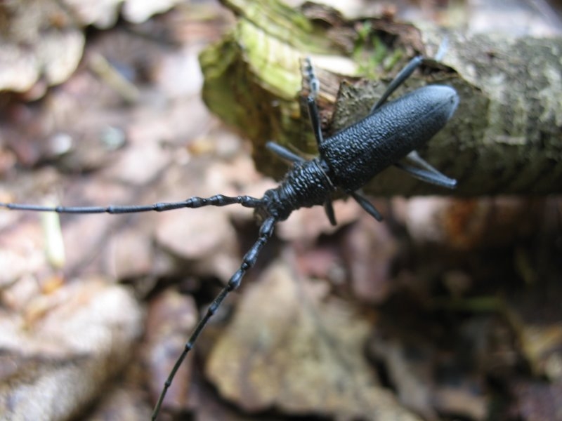 2006 05 Bonne mare 06